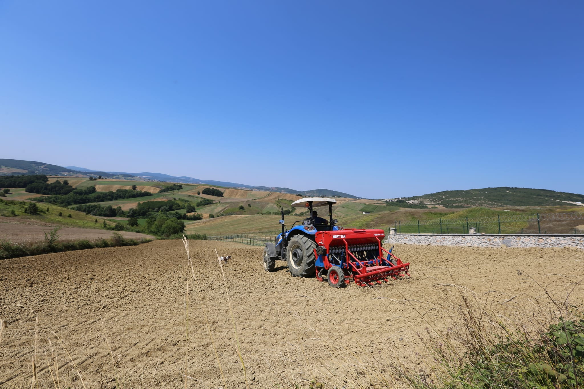 Derincede Glutensiz Karabuday Ekimi Yapld